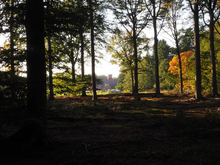 Vagevuurbos en Lippensgoed-Bulskampveld (België)